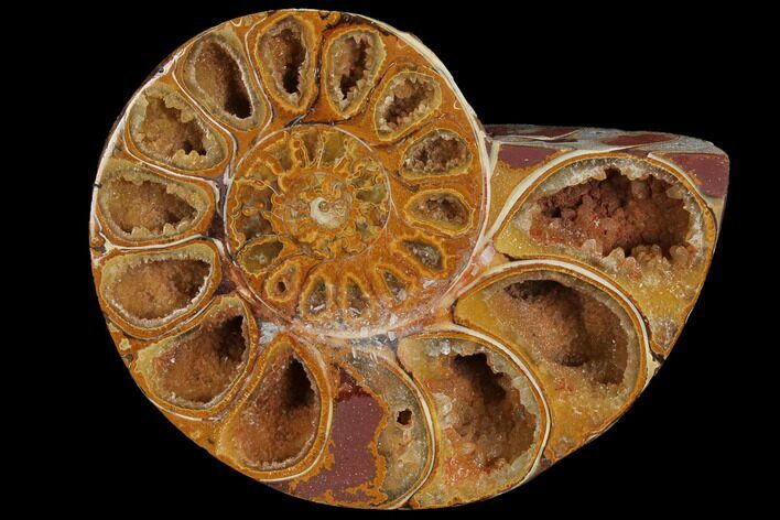Sliced, Agatized Ammonite Fossil (half) - Jurassic #110756